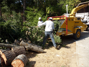 Tampa, Florida Tree Service & Tree Care